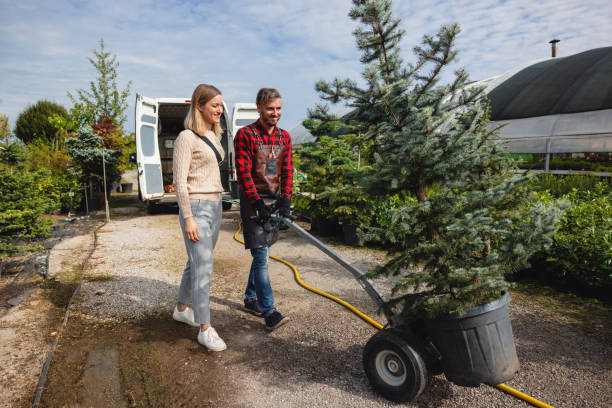 The Steps Involved in Our Tree Care Process in Center Hill, FL